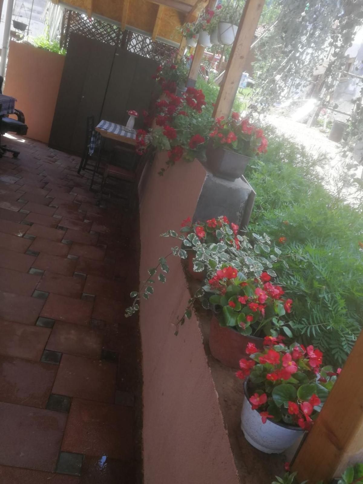 Odmaraliste Vlasko Zdrelo Pirot Cameră foto
